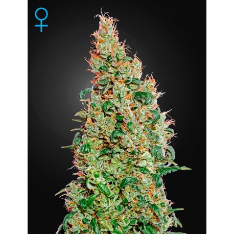 Graines de Green-O-Matic par Green House Seeds