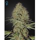 Super Bud Auto, variété de cannabis féminisée à auto floraison