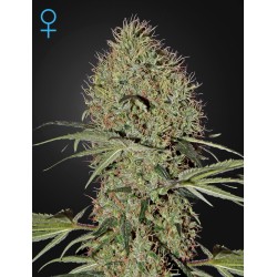 Super Bud Auto - Green House Seeds