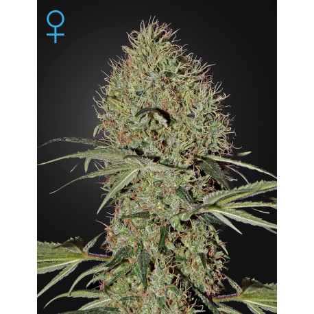 Super Bud Auto, variété de cannabis féminisée à auto floraison
