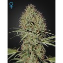 Super Bud Auto - Green House Seeds