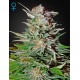 Super Bud Auto - Green House Seeds