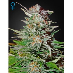 Super Lemon Haze Auto - Green House Seeds