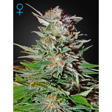 Super Bud Auto - Green House Seeds