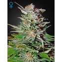 Super Lemon Haze Auto - Green House Seeds