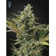 Super Lemon Haze Auto - Green House Seeds