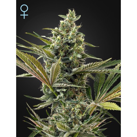 Super Lemon Haze Auto - Green House Seeds