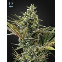 Super Lemon Haze Auto CBD - Green House Seeds