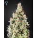 Super Silver Haze CBD - Green House Seeds
