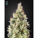 Exodus Cheese Auto CBD - Green House Seeds