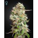 Exodus Cheese Auto CBD - Green House Seeds