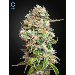 King's Kush Autoflowering CBD - Green House Seeds