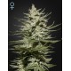 King's Kush Autoflowering CBD - Green House Seeds