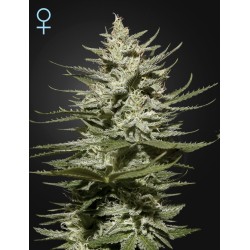 The Church CBD - Green House Seeds