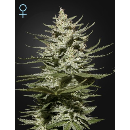 King's Kush Autoflowering CBD - Green House Seeds