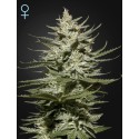 The Church CBD - Green House Seeds
