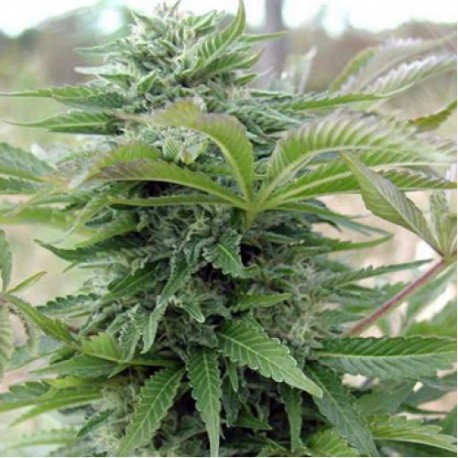 Graines d'Afghani Gold féminisées de chez Spliff Seeds
