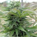 Afghani Gold - Spliff Seeds
