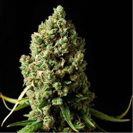 AK - Spliff Seeds