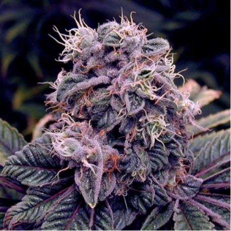 Blue Berry féminisées en pack de 5 graines