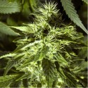 Fast Bud Outdoor - Spliff Seeds