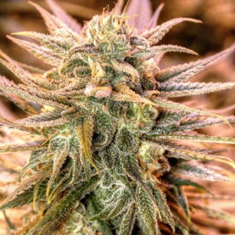 Graines féminisées de Gold Bar Kush