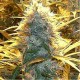 Graines de Medical Kush féminisées de la banque de graines Spliff Seeds
