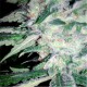 Medical Kush - Spliff Seeds
