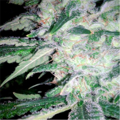 Medical Kush - Spliff Seeds