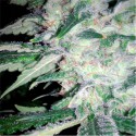Mega Power Plant - Spliff Seeds