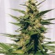 Moon Walker Kush - Spliff Seeds