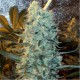 Polm Gold Outdoor - Spliff Seeds