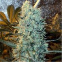 Power Plant - Spliff Seeds