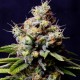 Power Plant - Spliff Seeds