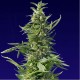 Spliff Cheese - Spliff Seeds