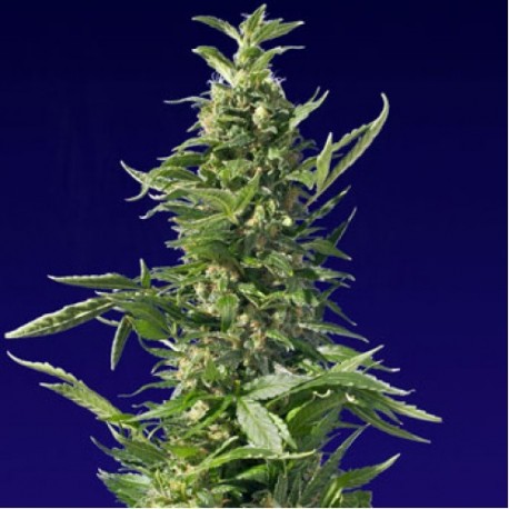 Spliff Cheese - Spliff Seeds