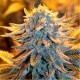 AK Automatic - Spliff Seeds