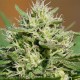 Medical Kush Automatique et féminisées en pack de 5 graines