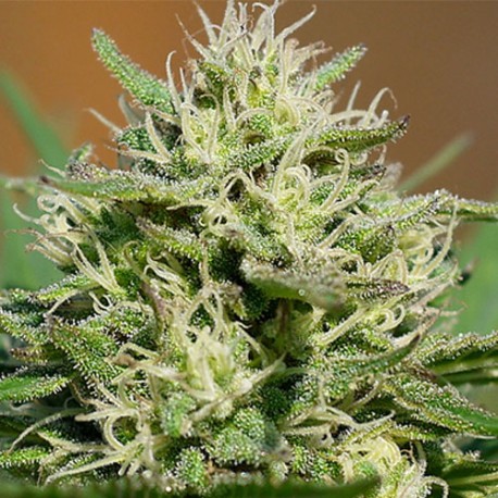 Medical Kush Automatique et féminisées en pack de 5 graines