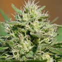 Medical Kush Automatic - Spliff Seeds
