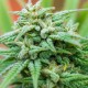 Medical Kush Automatic - Spliff Seeds