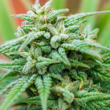 Medical Kush Automatic - Spliff Seeds