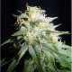 Graines de White Widow automatique féminisées