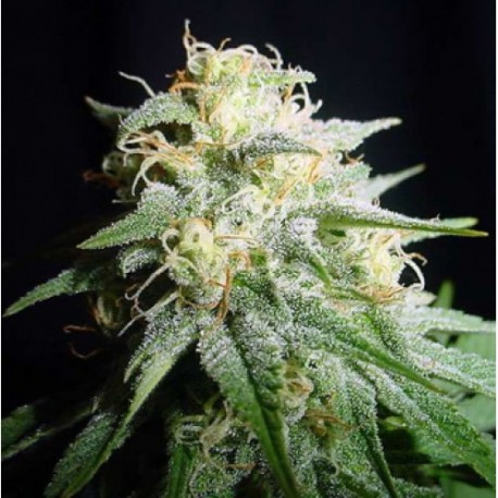 Graines de White Widow automatique féminisées