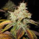 Graines de Master Kush Regular par Spliff Seeds
