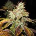 Master Kush Regular - Spliff Seeds