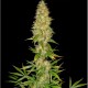 Graines de Royal Thai, une célèbre variété de cnnabis disponible en graines Regular
