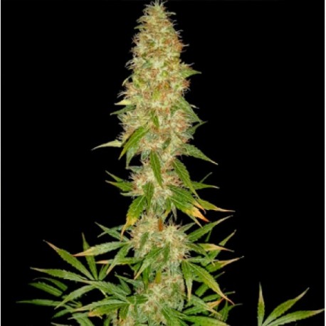 Graines de Royal Thai, une célèbre variété de cnnabis disponible en graines Regular