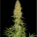 Royal Thai Regular - Spliff Seeds