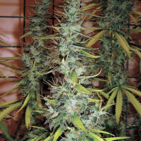 Graines de Skunk N°1, une des plus célèbres variétés de cannabis